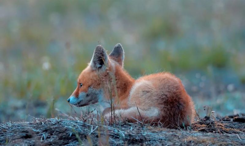 Mały lis, zdjęcie, Krzysztof Kubik, kurs filmowy online filmu przyrodniczego